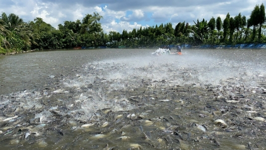 Việt Nam phấn đấu trở thành quốc gia có nghề cá phát triển bền vững, hiện đại