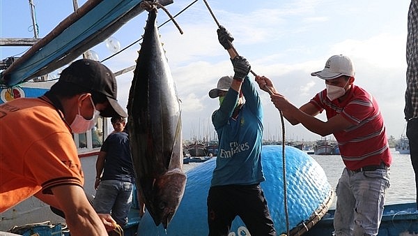 Ngư dân Phú Yên cẩu kéo cá ngừ đại dương từ hầm tàu.