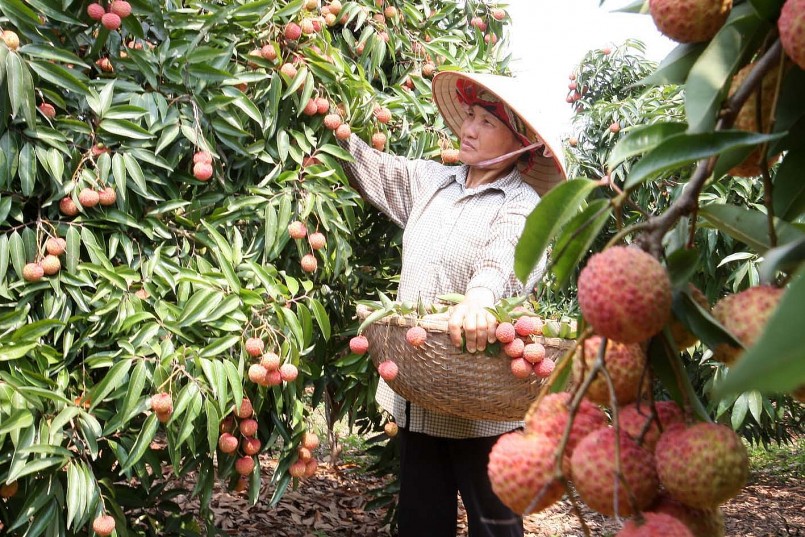 Người dân đang thu hoạch vải.