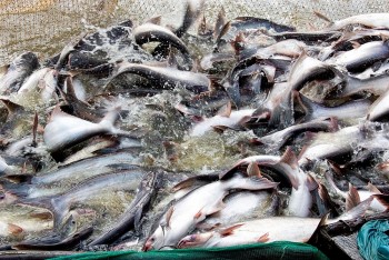 Brazil tăng nhập khẩu cá tra Việt Nam