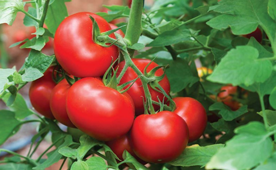 Ăn cà chua sống hay nấu chín sẽ tốt hơn?