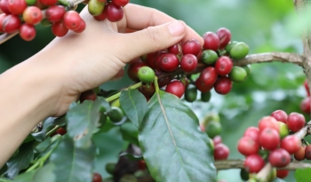 Chuyên gia tiết lộ 4 nguyên nhân khiến giá cà phê bật tăng