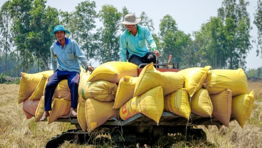 Lộc Trời đã hoàn tất thanh toán tiền lúa cho nông dân ĐBSCL