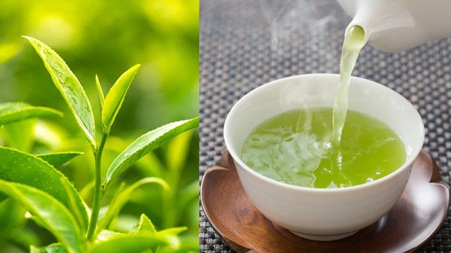 Uống trà xanh tươi mỗi ngày có tốt cho sức khỏe?