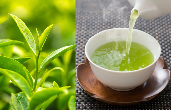 Uống trà xanh tươi mỗi ngày có tốt cho sức khỏe?