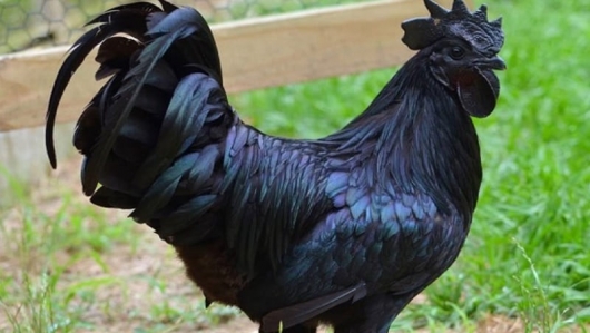 Thịt gà đen H’mông