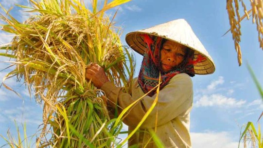 Giá bỏ thầu gạo quá thấp sẽ tác động tiêu cực đến thị trường?