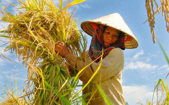 giá bỏ thầu quá thấp đó ảnh hưởng đến lợi nhuận của nông dân trồng lúa.