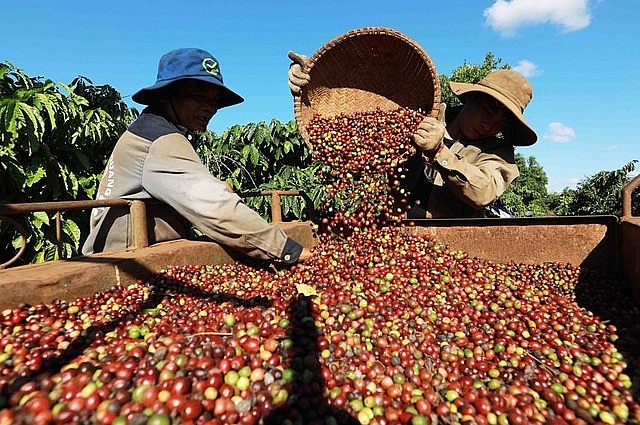 Việt Nam vẫn là nguồn cung cà phê Robusta lớn nhất thế giới. 