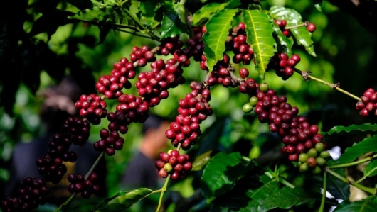 Sản lượng cà phê Robusta của Việt Nam dự báo thấp nhất 4 năm