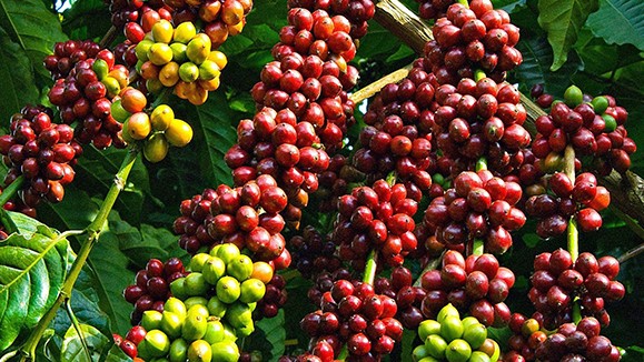 Giá cà phê tiếp tục tăng mạnh, dự báo sản lượng vụ tới giảm 20%