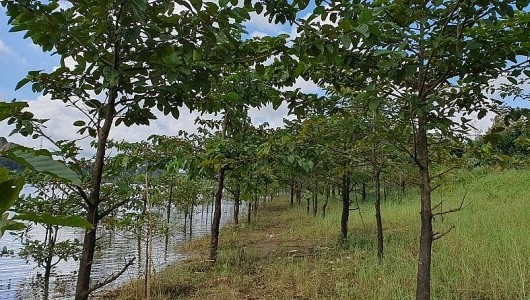 Quỹ BV&PTR Đắk Nông: Quản lý chặt chẽ nhằm nâng cao hiệu quả sử dụng tiền DVMTR