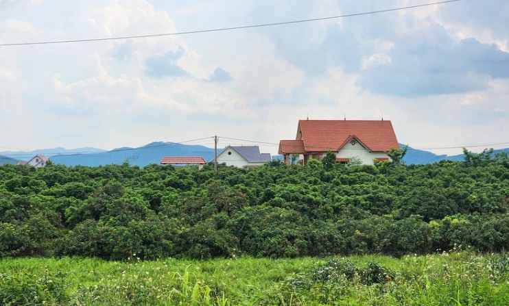 Những diện tích trồng vải không ra quả tại xã Mỹ An (huyện Lục Ngạn, Bắc Giang).