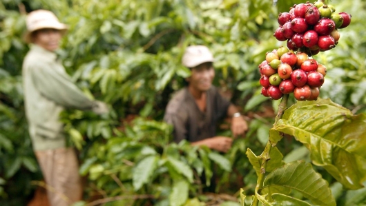 Cà phê trong nước tăng 1.500 đồng/kg