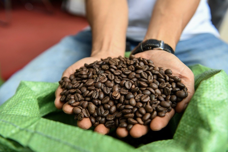 sản lượng cà phê niên vụ tới của Việt Nam có thể giảm khoảng 20%.