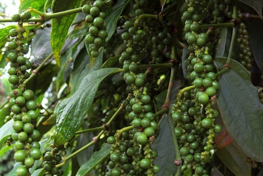 Giá tiêu tăng “sốc”, vượt mốc 160.000 đồng/kg