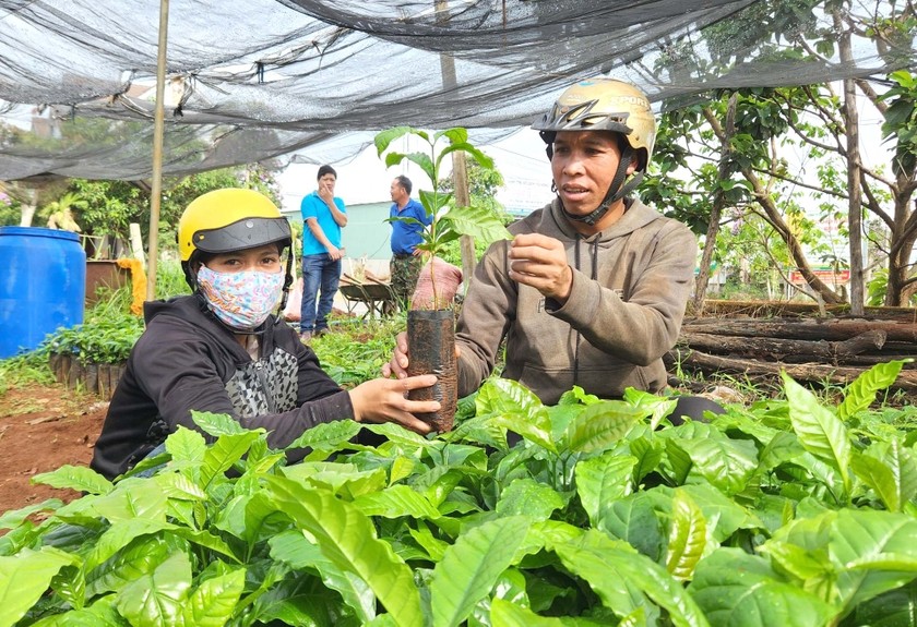 Người dân mua cây giống cà phê tại vườn ươm của Hợp tác xã Dịch vụ nông nghiệp Nghĩa Hòa (huyện Chư Păh). Ảnh: Phạm Ngọc