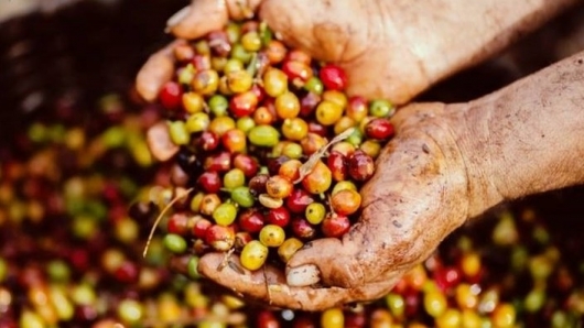Giá cà phê tiếp tục giảm, cả thế giới ngóng tiến độ thu hoạch ở Brazil