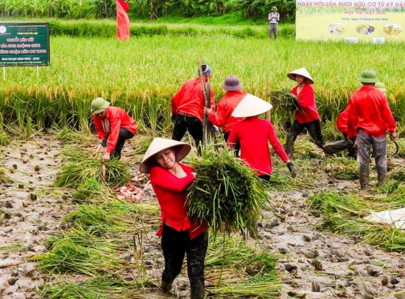 Nông dân huyện Tứ Kỳ tham gia thi gặt lúa.