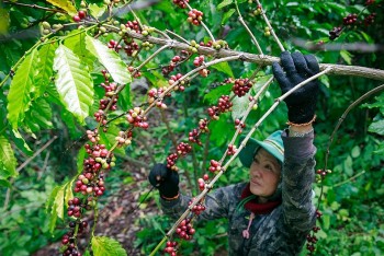 Ước tính sản lượng cà phê vụ mùa tới sẽ giảm 4 -7%
