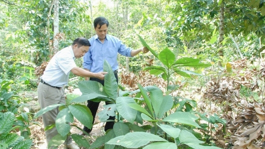 Đề xuất nguyên tắc nuôi, trồng phát triển, thu hoạch cây dược liệu trong rừng