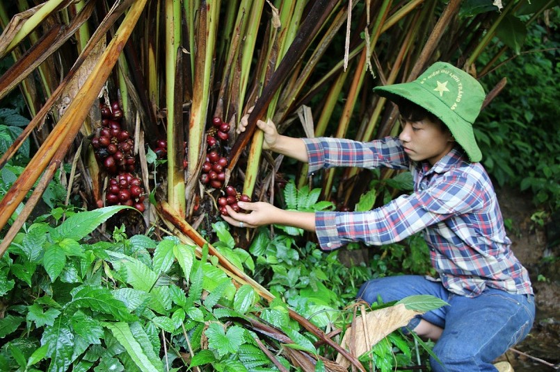 Đề xuất nguyên tắc nuôi, trồng phát triển, thu hoạch cây dược liệu trong rừng