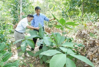 Đề xuất nguyên tắc nuôi, trồng phát triển, thu hoạch cây dược liệu trong rừng