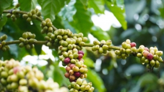 Sản lượng cà phê niên vụ 2024/2025 chạm mức thấp nhất nhiều năm