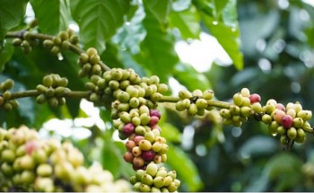 Sản lượng cà phê niên vụ 2024/2025 chạm mức thấp nhất nhiều năm