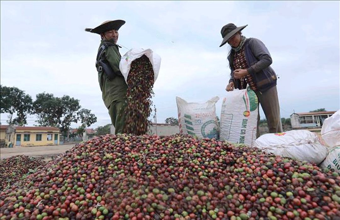 Phân loại cà phê tại xã Ea Kao, thành phố Buôn Mê Thuột (tỉnh Đắk Lắk). (Ảnh: Vũ Sinh)