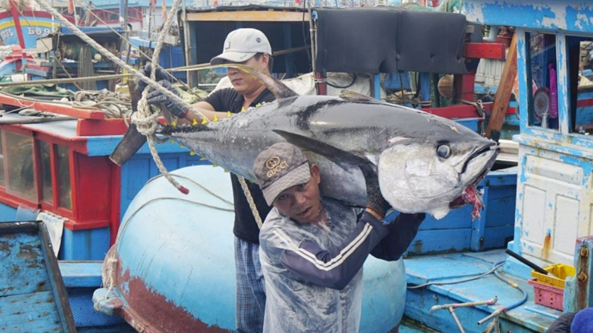 Gỡ “nút thắt” nguyên liệu để xuất khẩu cá ngừ