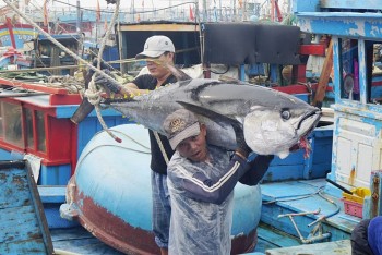 Gỡ “nút thắt” nguyên liệu để xuất khẩu cá ngừ
