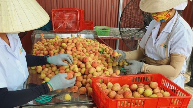 Sản lượng vải thiều Hải Dương giảm đáng kể