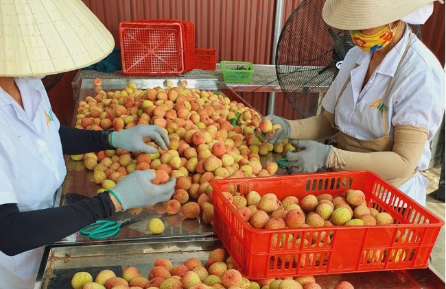 Công nhân lựa chọn vải đóng gói xuất khẩu.