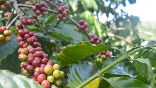 Giá cà phê bật tăng sau dự báo sản lượng cà phê niên vụ tới giảm 20%