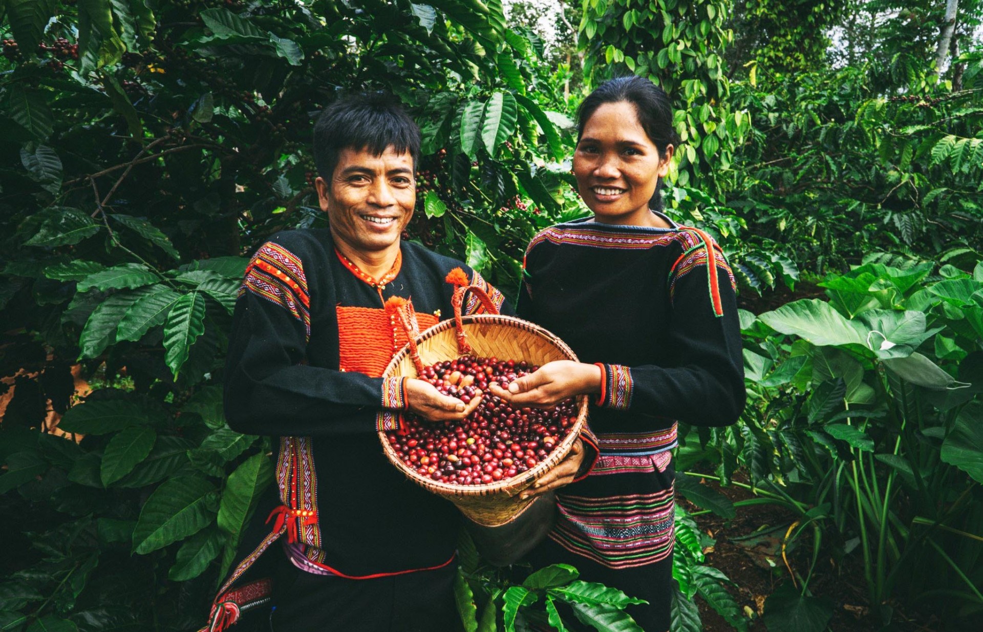 Biến vườn thành… rừng để nâng cao giá trị cho cà phê