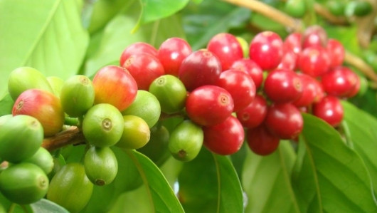 Chuyên gia: Giá cà phê neo cao nhưng nông dân tích trữ cà phê cần cẩn trọng
