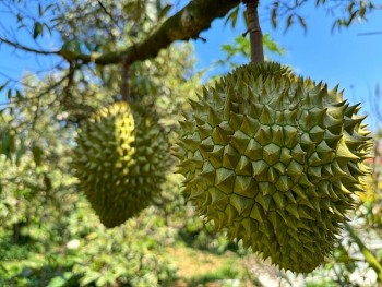 Lập tổ công tác kiểm tra nguyên nhân sầu riêng nhiễm cadimi lần thứ hai