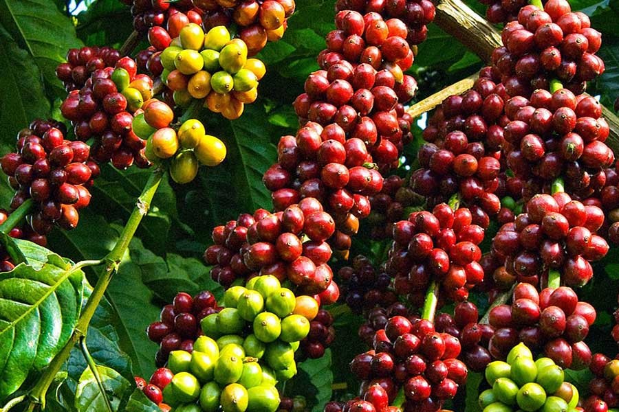 giá cà phê hôm nay được thu mua với mức 118.200 đồng/kg.
