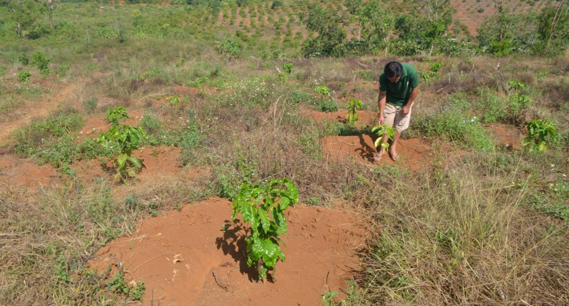 Nông dân tại Tây Nguyên mở rộng diện tích trồng mới cà phê