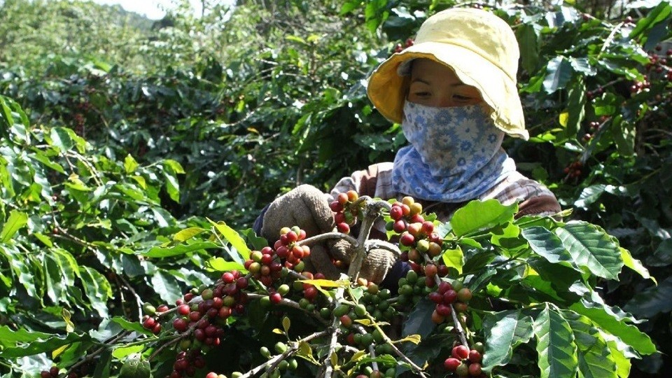 Giá cà phê neo cao có thể là tín hiệu không tốt đối với toàn ngành