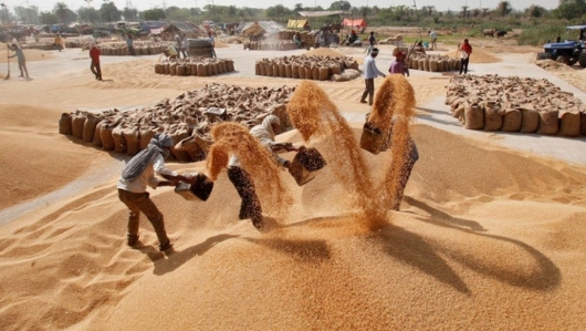 Chuyên gia nhận định thời điểm Ấn Độ bỏ lệnh cấm xuất khẩu gạo