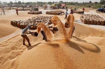 Chuyên gia nhận định thời điểm Ấn Độ bỏ lệnh cấm xuất khẩu gạo