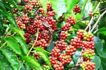 Lượng xuất khẩu cà phê tháng 6 giảm tới 40%: Không quá ngạc nhiên