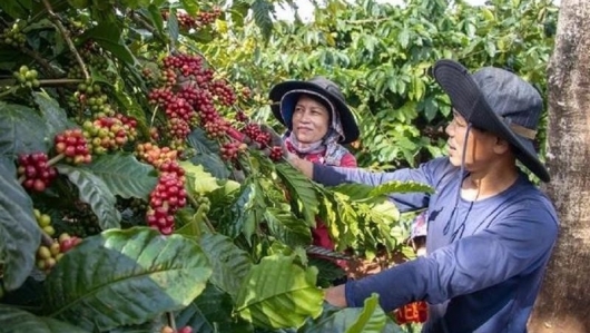 Sản lượng cà phê niên vụ 2024/25 của Việt Nam được dự báo chỉ đạt 29 triệu bao