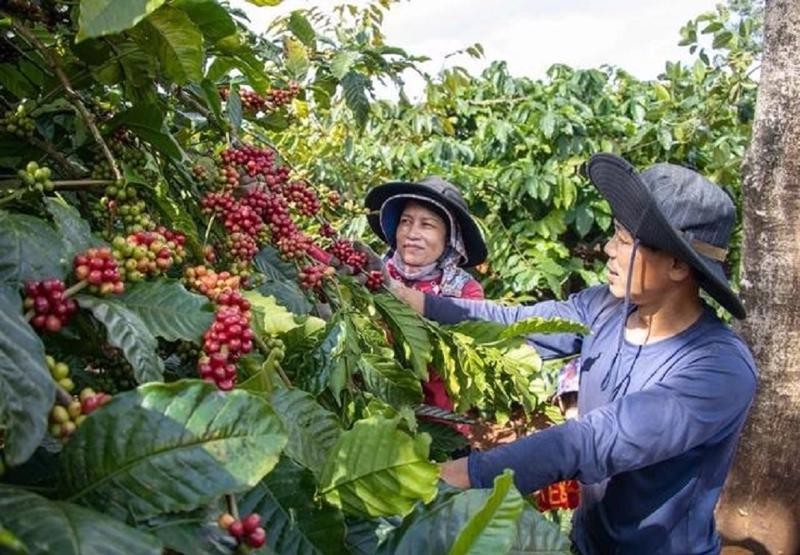 Sản lượng cà phê niên vụ 2024/25 của Việt Nam được dự báo chỉ đạt 29 triệu bao 