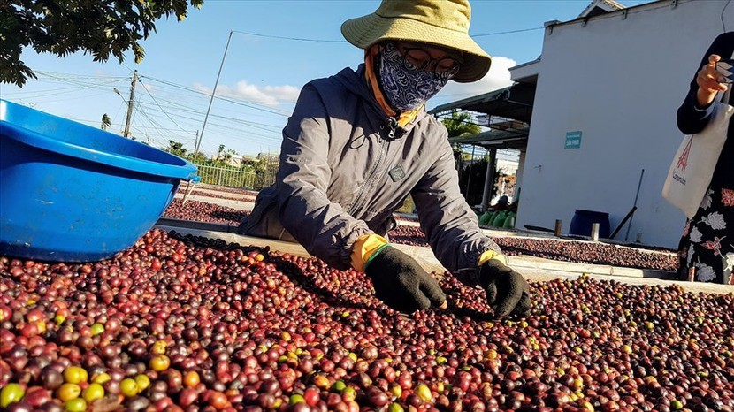 Tháng 6, Việt Nam chỉ xuất được 85.000 tấn cà phê.