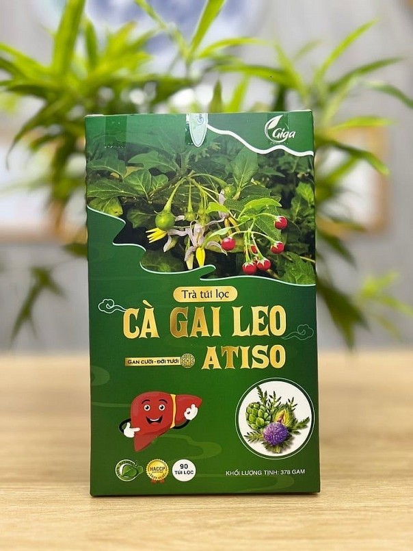 Cà gai leo