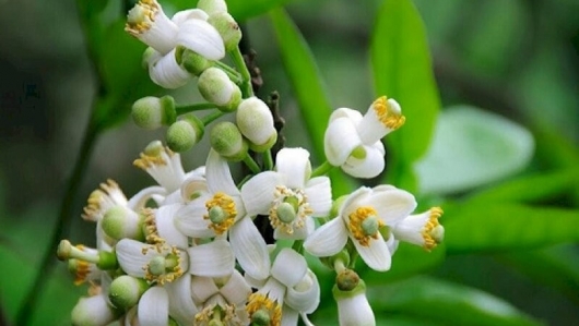 Bài thuốc từ các loại hoa có trong vườn nhà
