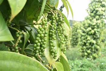Chuyên gia: Thiếu hụt nguồn cung hồ tiêu sẽ kéo dài trong 5 năm tới